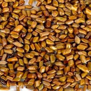 Cassia Tora (Fuwad Seed)