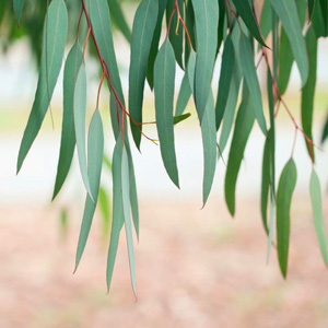 Eucalyptus Leaves (Nilgiri)