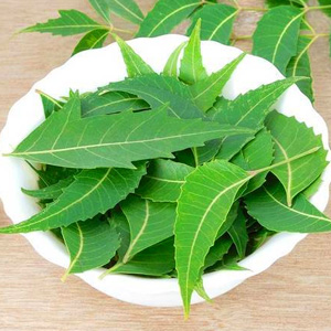 Neem Leaves