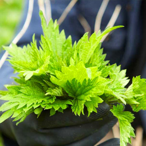 Nettle Leaves