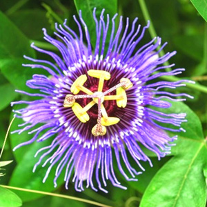 Passiflora