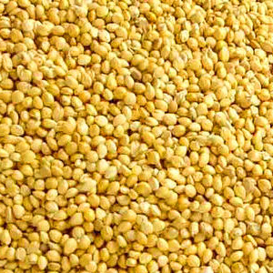 Yellow Millet